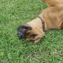 Photo of Archie