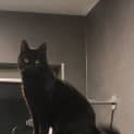 Photo of Maple
