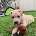 Photo of Coco's Boys 8 Week Old Staffy Pups
