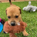 Photo of Coco's Boys 8 Week Old Staffy Pups