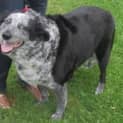 Photo of Sheba