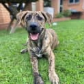 Photo of Porky *$350 Adoption Fee*