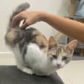 Photo of Milkshake
