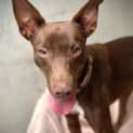 Photo of Zippy