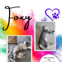 Photo of Foxy
