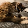 Photo of Roxanne
