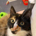 Photo of Roxanne