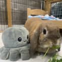 Photo of Benji