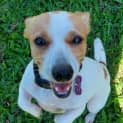 Photo of Honey