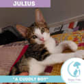 Photo of Julius