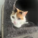 Photo of June ** 2nd Chance Cat Rescue**