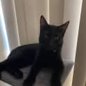 Photo of Ajax (Blue Collar)