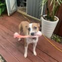 Photo of Clover