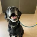 Photo of Shadow