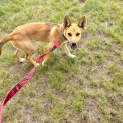 Photo of Honey