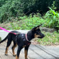 Photo of Bear 
