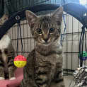 Photo of Bepo (Was Colonel Custard)