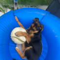 Photo of Maverick 11 Week Old German Shepherd X (Trial)