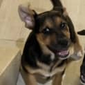 Photo of Maverick 11 Week Old German Shepherd X (Trial)
