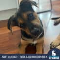 Photo of Maverick 11 Week Old German Shepherd X (Trial)