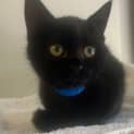 Photo of Raven