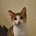 Photo of Peachy