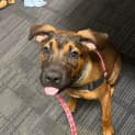 Photo of Whiskey