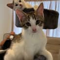 Photo of Sweet Pea