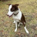 Photo of Moo Berry