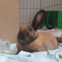 Photo of Teddy