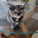 Photo of Chai