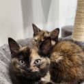 Photo of Mocha