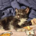 Photo of Pearl