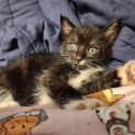 Photo of Pearl