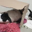 Photo of Millie (Bonded With Mia)