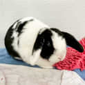 Photo of Mia (Bonded With Millie)