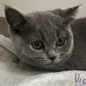Photo of Violet **2nd Chance Cat Rescue **