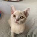 Photo of Juju Bee