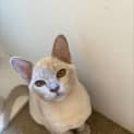 Photo of Juju Bee