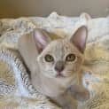 Photo of Honey