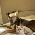 Photo of Honey