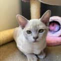 Photo of Honey