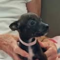 Photo of Pixie