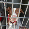 Photo of Milo