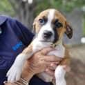 Photo of Brownie