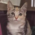 Photo of Maisey