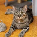 Photo of Misty