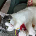 Photo of Jazzy