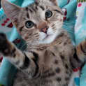 Photo of Humphrey