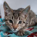 Photo of Humphrey